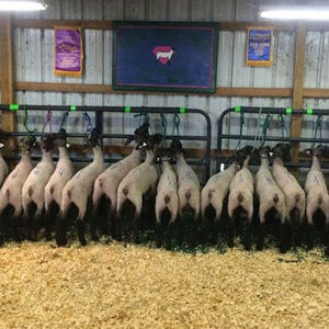 Meet your Posher, Juli